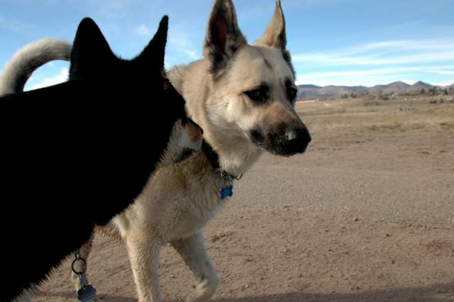 20060101DogPark367