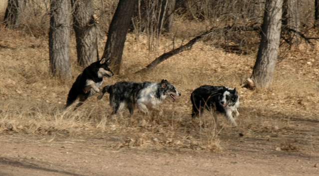 20060101DogPark390