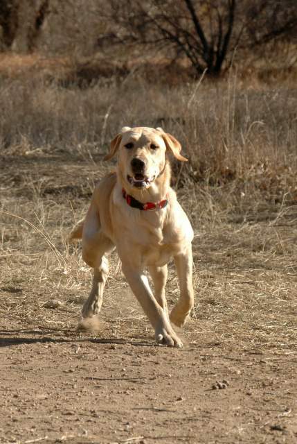 20060101DogPark421