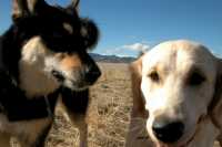 20060101DogPark115