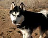20060101DogPark151