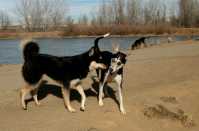20060101DogPark162
