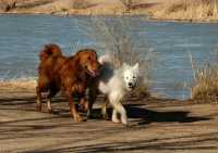 20060101DogPark183