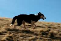 20060101DogPark266