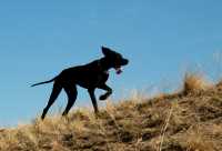 20060101DogPark279