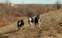 20060101DogPark317