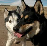 20060101DogPark358