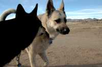 20060101DogPark367