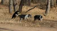 20060101DogPark390