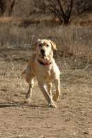 20060101DogPark421