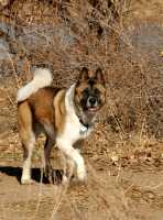 20060101DogPark487