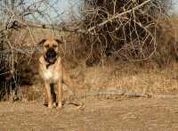 20060101DogPark506