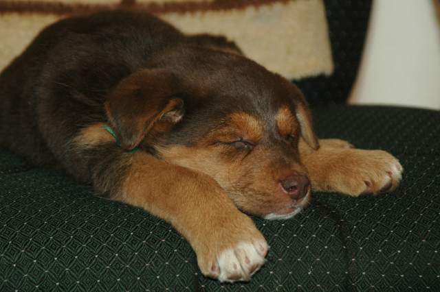 20060224Dogs4215