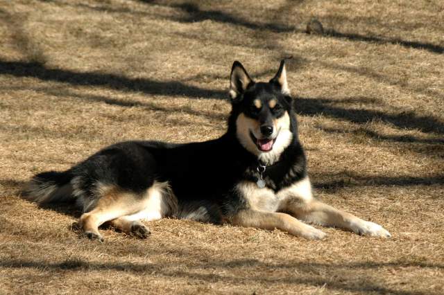 20060224Dogs4491