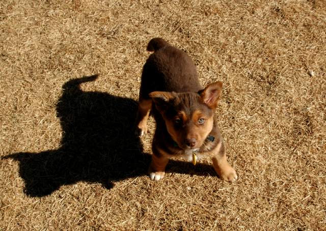 20060224Dogs4578