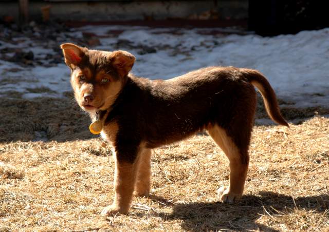 20060224Dogs4692