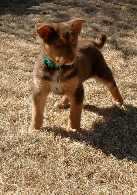 20060224Dogs4780