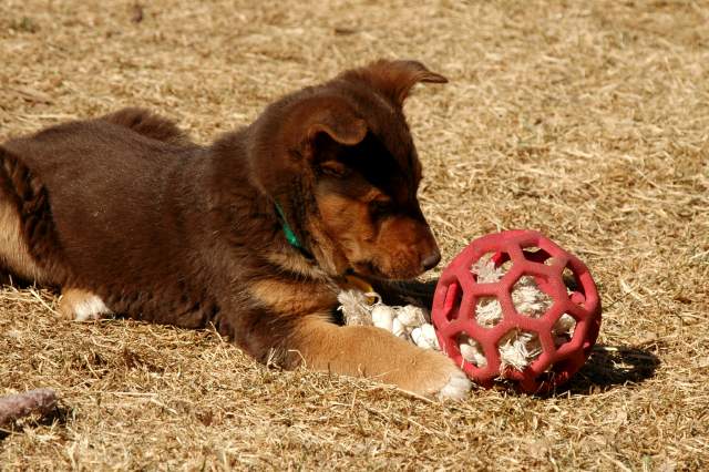 20060224Dogs4853