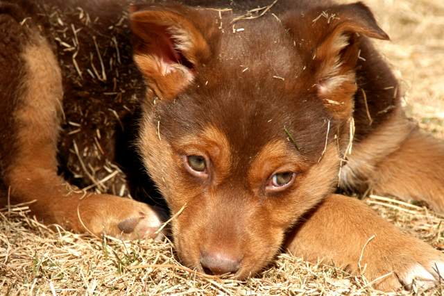 20060224Dogs4911
