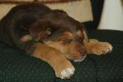 20060224Dogs4215