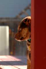 20060224Dogs4263