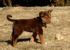 20060224Dogs4466