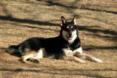 20060224Dogs4491