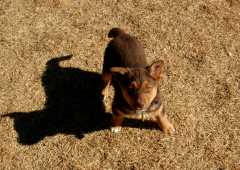 20060224Dogs4578