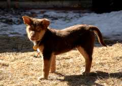 20060224Dogs4692