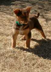 20060224Dogs4780