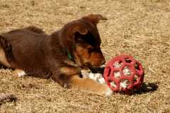 20060224Dogs4853