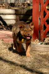 20060224Dogs4901