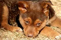 20060224Dogs4911