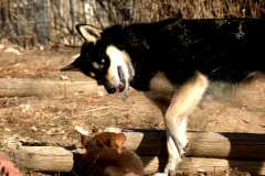 20060224Dogs4942