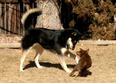 20060224Dogs5005