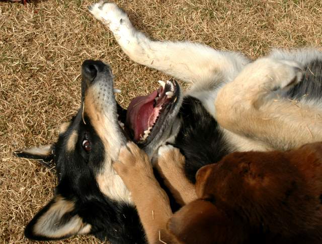 20060304Dogs158
