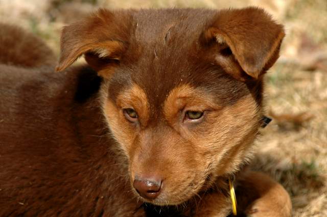 20060304Dogs196