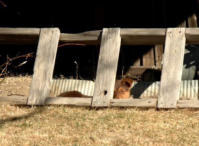 20060305Dogs295