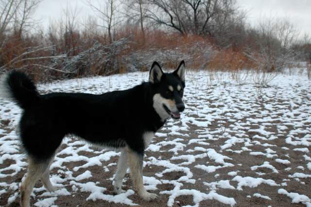 20060319DogPark697