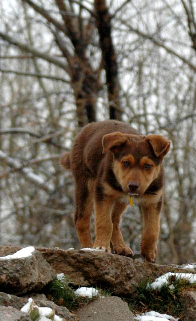 20060319DogPark714