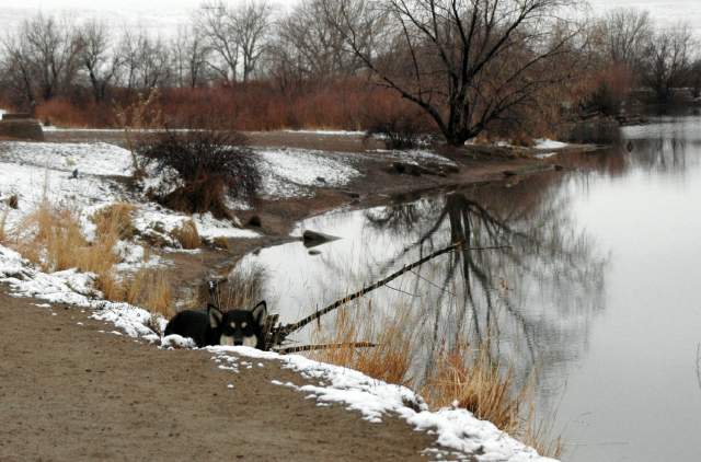 20060319DogPark723
