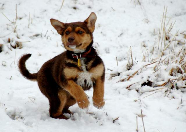 20060319DogPark751