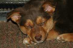 20060304Dogs060
