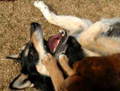 20060304Dogs158