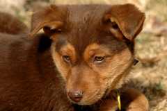 20060304Dogs196