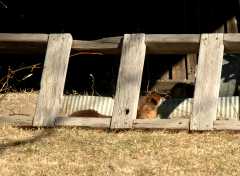 20060305Dogs295
