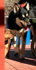 20060305Dogs342