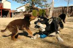 20060312Dogs418