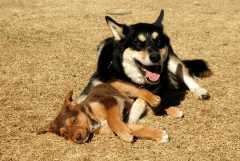 20060312Dogs544