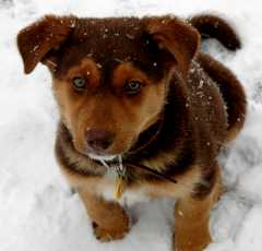 20060312Dogs558
